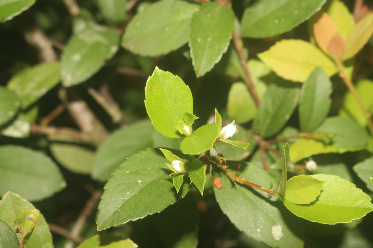 Rhaphiolepis indica (L.) Lindl.